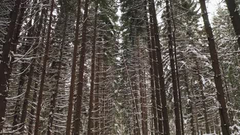 Flying-Between-Spruce-Tree-Straight-Trunks-In-Winter-Forest
