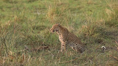 Wide-shot-of-a-female-leopard-looking-around-while-her-tiny-cub-is-drinking-from-a-puddle,-Khwai-Botswana