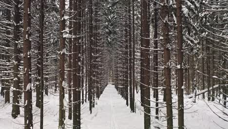 Drone-Flight-Over-Ski-Track-Among-Fir-Tree-Trunks-In-Snowy-Forest