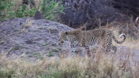 Toma-Panorámica-De-Un-Leopardo-Caminando-Por-La-Hermosa-Zona-De-Khwai-En-Botswana