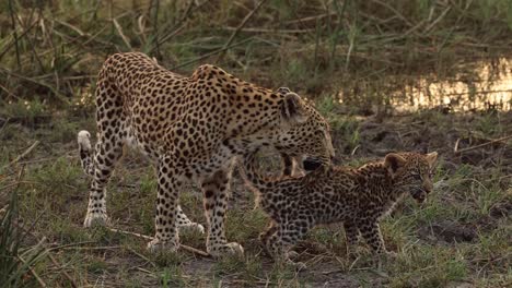 Cámara-Lenta-De-Un-Leopardo-Hembra-Acicalando-A-Su-Lindo-Cachorro,-Khwai-Botswana