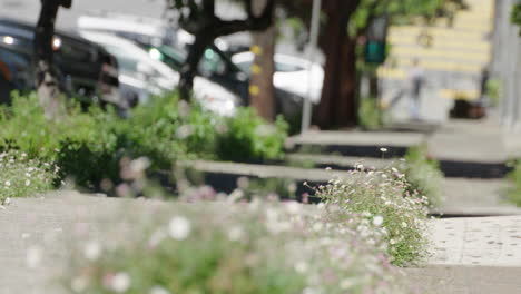 Wilde-Blumen-Wachsen-In-Den-Zementrissen-Eines-Steilen-Stadtbürgersteigs-Auf-Dem-Telegrafenhügel-Von-San-Francisco,-Während-Ein-Fußboden-In-Der-Ferne-Den-Grund-Erreicht