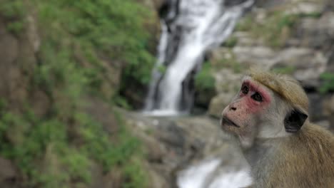 Close-Up-Shot-Of-Monkey-Starring-At-attractive-Ravana-Waterfall-Landscape,-ella-Sri-Lanka