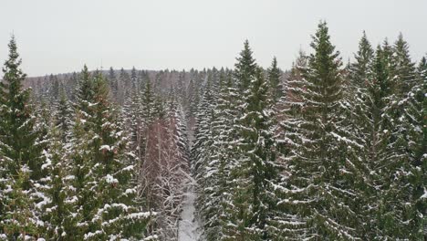 Closeup-Aerial-View-Of-Snowy-Spruce-Trees-In-Winter-Forest
