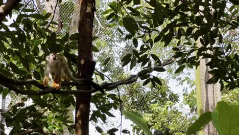 Curious-little-squirrel-monkey-walking-across-the-tree-vine-and-wondering-around-its-surroundings-under-beautiful-green-tropical-forest-canopy