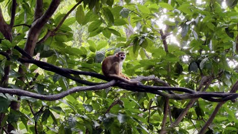 Cute-little-squirrel-monkey-sitting-on-the-vine,-scratching-and-picking-fleas-off-its-body-with-tree-leaves-swaying-in-the-background-and-beautiful-sunlight