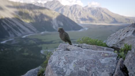 Beautiful-native-birds-Kea-looking-out-over-the-mountains,-wider-shot