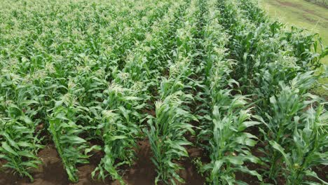 Rows-of-maize-plant-sway-on-gentle-wind-on-corn-plantation,-Loitokitok,-Kenya
