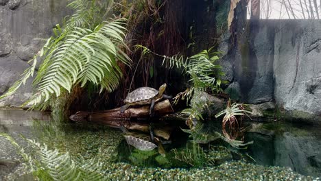 Vom-Aussterben-Bedrohte-Arten,-Chinesische-Streifenhalsschildkröte,-Mauremys-Sinensis,-Die-Sich-Auf-Einem-Baumstamm-Im-Süßwasserteich-Unter-Grünem-Baldachin-Mit-Schönen-Wasserreflexionen-Entspannen