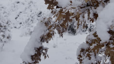 La-Nieve-Cubre-Los-árboles-Desnudos,-Cubiertos-De-Nieve,-Debajo-De-La-Fuerte-Caída-De-Nieve,-Se-Enfoca-En-Primer-Plano-En-4k