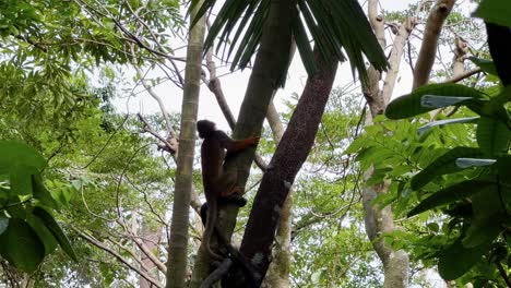 Little-squirrel-monkey-hugged-a-tree-like-a-koala-bear-and-climb-down-the-tree-during-daytime-at-Singapore-river-wonders,-safari-zoo,-mandai-reserves