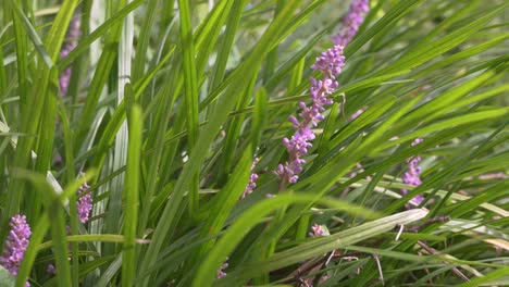 Liriope-Muscari-Púrpura-Floreciente-En-El-Jardín-En-Un-Día-Soleado