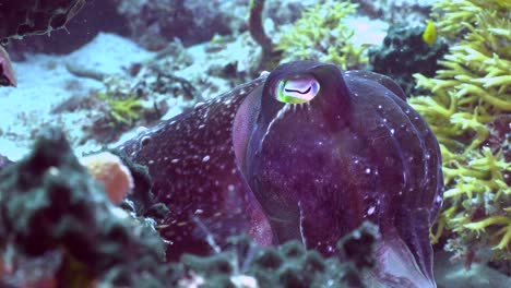 Cuttlefish-close-up-and-zoom-out-on-tropical-coral-reef
