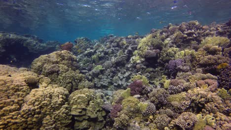 Arrecife-De-Coral-Colorido-En-Aguas-Poco-Profundas-En-El-Mar-Rojo