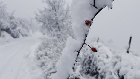 Schneedecken,-Kahle-Bäume-Und-Ein-Kalter,-Schneebedeckter-Winterhimmel,-Konzentrieren-Sich-Auf-Den-Vordergrund-In-4k