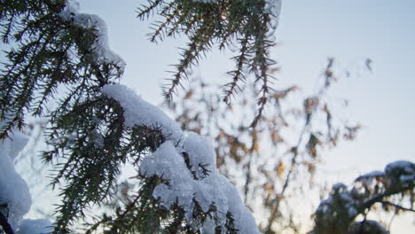 Close-up-shot-of-snow-covered-evergreen-branches-on-a-sunny-spring-late-afternoon
