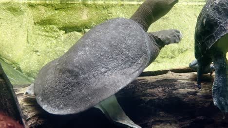 Eine-Chinesische-Weichschildkröte,-Pelodiscus-Sinensis,-Die-In-China-Endemisch-Ist,-Schwimmt-Auf-Eine-Andere-Schildkrötenart-In-Den-Singapur-flusswundern,-Im-Safari-zoo-Und-In-Den-Mandai-reservaten