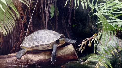 Chinesische-Streifenhalsschildkröte,-Mauremys-Sinensis,-Die-Auf-Einem-Baumstamm-Ruht,-Streckt-Und-Verlängert-Ihren-Hals,-Während-Sie-Sich-Im-Sonnenlicht-Sonnen,-Während-Sich-Die-Blätter-Im-Hintergrund-Wiegen,-Nahaufnahme