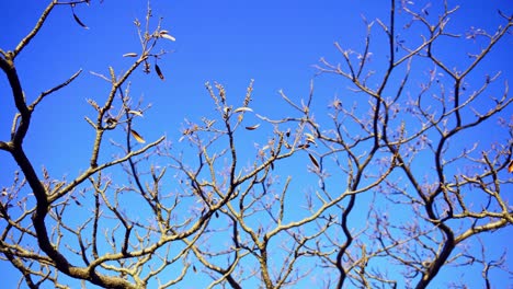 Still-shot-of-the-Branches-on-mountains-with-clear-sky