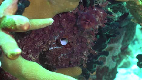 Riffkrake-Krabbelt-Hautnah-über-Korallen-Am-Tropischen-Korallenriff