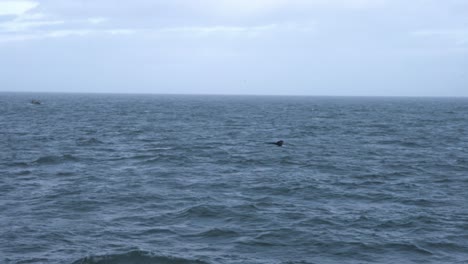 Wal,-Der-Seinen-Schwanz-Unter-Wasser-Im-Atlantik-In-Der-Nähe-Von-Island-Zieht