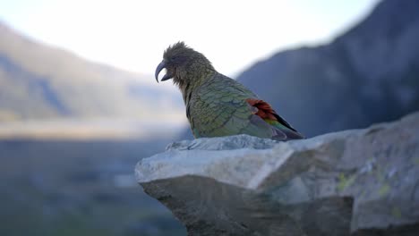 Beautiful-native-bird-Kea-looking-out-over-the-mountains