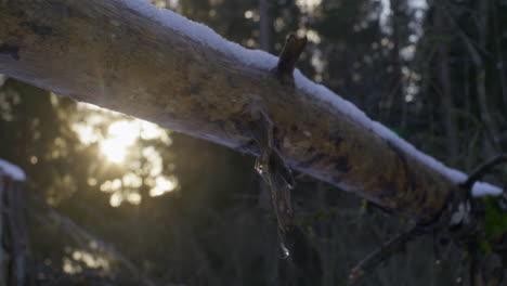 Nahaufnahme-Eines-Schneebedeckten-Umgestürzten-Baumes-An-Einem-Sonnigen-Winterabend