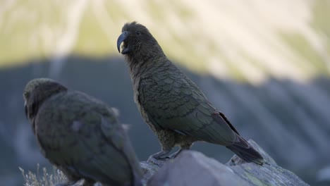 Beautiful-native-birds-Kea-looking-out-over-the-mountains