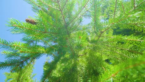 Pine-cones-seed-in-coniferous-trees-seen-from-below-during-a-perfect-sunny-day,-greenery-background