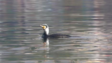 A-great-cormorant-swimming-around-in-a-lake-before-diving-to-go-fishing