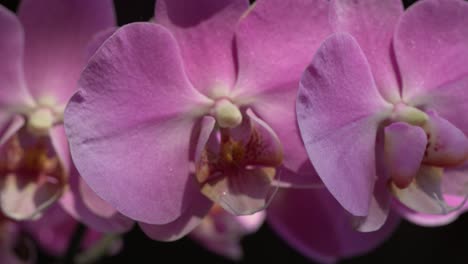 Primer-Plano-De-Flor-De-Phalaenopsis-De-Orquídea-Rosa,-Tiro-Panorámico-De-Fondo-Negro-Soleado