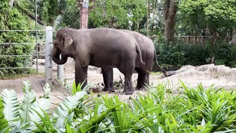 Giant-asian-elephant,-elephas-maximus-eating-grass-and-green-vegetations-with-tourists-walking-on-the-platform-in-the-background-at-Singapore-wildlife-zoo,-mandai-reserves,-static-shot