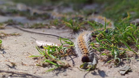 Dangerous-insect-plague-Processionary-caterpillars-marching-on-grass-ground,-Close-up