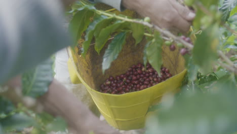 Farmers-collecting-coffee-berries-in-Huila,-Colombia