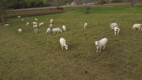 Rebaño-De-Vacas-Agricultura-Pastoreo-Hierba-Vista-Aérea
