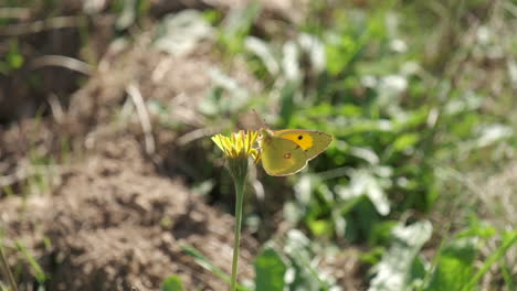 Gelber-Schmetterling-Colias-Hyale-Hautnah-Auf-Blume-Im-Sommer-In-Zeitlupe