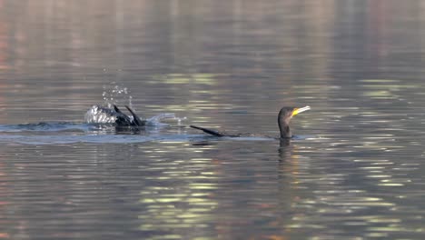 Dos-Grandes-Cormoranes-Sumergiéndose-En-Un-Lago-Para-Ir-A-Pescar