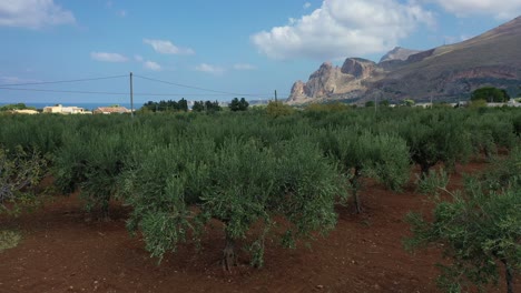 Olivenbäume-Im-Land-Sizilien