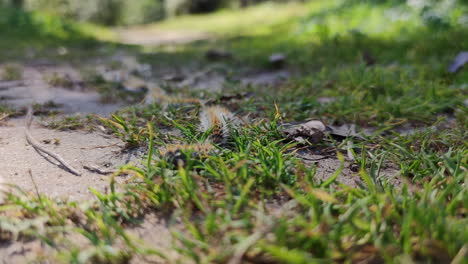 Pine-caterpillar-marching-on-grass-ground,-Urticating-insect,-Low-angle