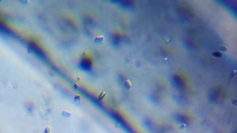 Microscope-magnification-close-up-bacteria-micro-organism-virus-biohazard