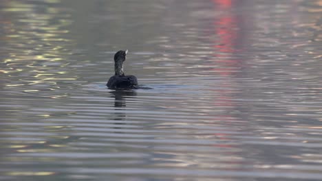 A-cormorant-swimming-around-on-a-lake-in-the-morning-light