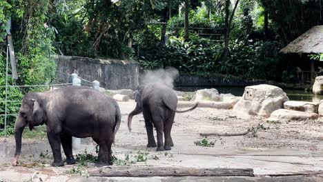 Playful-and-cute-asian-elephant,-elephas-maximus-bath-with-dust,-spraying-with-trunk,-another-eating-grass-at-Singapore-wildlife-zoo,-mandai-reserves