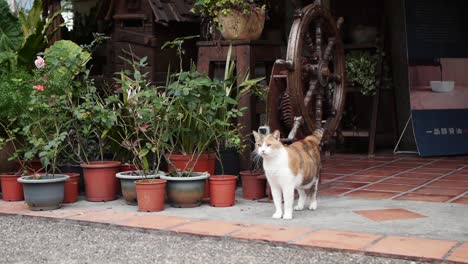 Cat-standing-next-to-flower-pots-and-looking-outwards-attentively