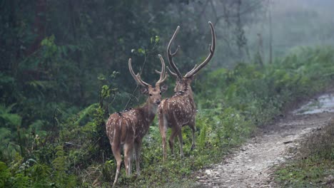 Algunos-Ciervos-Manchados-O-Ciervos-Axis-En-Su-Hábitat-Natural-En-Nepal-A-Primera-Hora-De-La-Mañana,-Luz-Y-Niebla