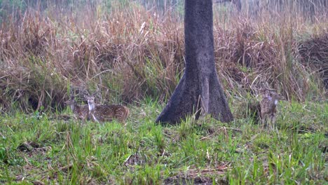 Some-spotted-deer-or-axis-deer-in-their-natural-habitat-in-Nepal