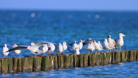 many-seagulls-standing-side-by-side-on-a-groyne-at-the-baltic-sea