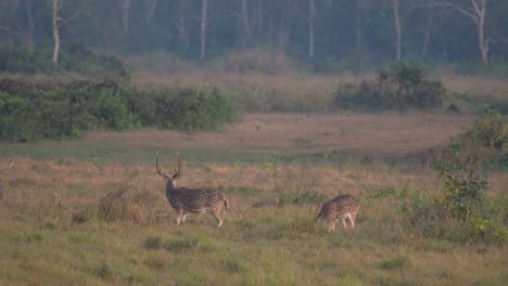 Some-spotted-deer-or-axis-deer-in-their-natural-habitat-in-Nepal-in-the-late-evening-light-and-mist