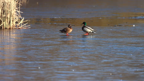 two-wild-ducks-standing-on-the-ice-of-a-frozen-lake