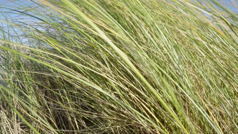 Dune-grass-is-gentlying-in-the-wind-against-the-blue-sky-at-the-coast