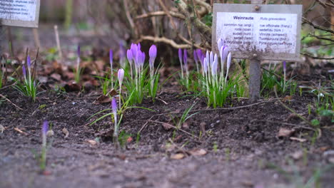 delicate-purple-crocuses-grow-in-a-garden